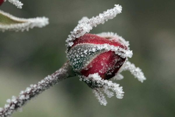 USA, Oregon Roses draped with frost